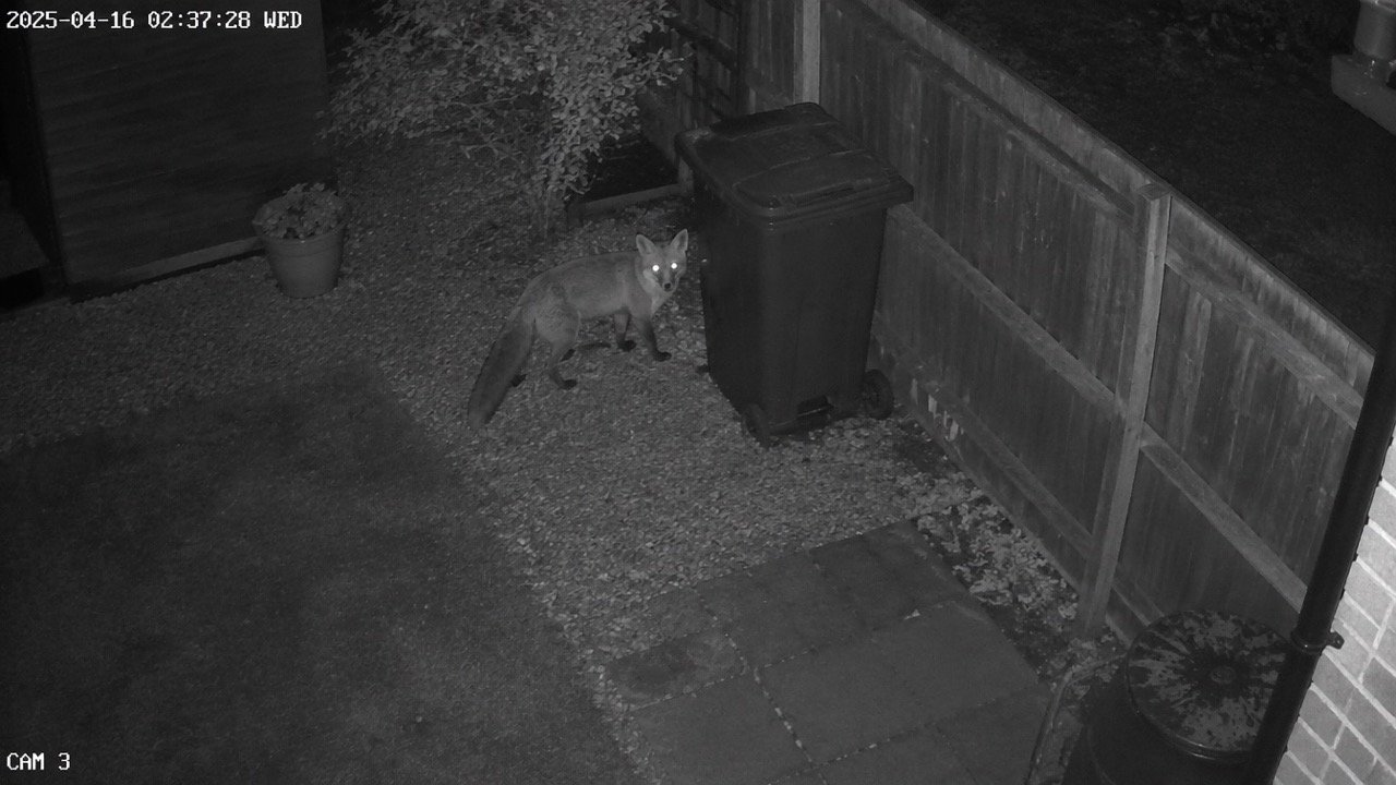 Fuchs neben einer Mülltonne bei Nacht, Überwachungsbild